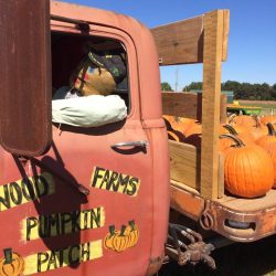 Wood Farms Pumpkin Patch